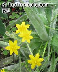 Image result for Hypoxis