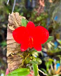 Image result for Ophrypetalum odoratum