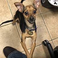 Maybe you would like to learn more about one of these? Second Chance Pet Adoption League In Oak Ridge New Jersey