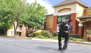 Where Can I Find A Pet Friendly Hotel Near Me Shop With Me Mama Pet Friendly Hotels Pet Friendly Vacations Dog Travel