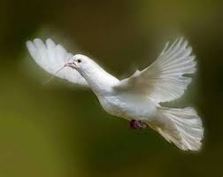 Merpati burung hewan alam bulu sayap penerbangan fauna terbang pena. Burung Terbang Kartun Bergerak