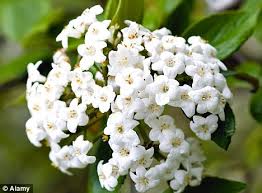 +44 207 724 7525 flowerstation.co.uk. Winter Wonder It May Look Like An Unassuming Shrub But Viburnum Gives Off Gorgeous Scent In The Coldest Weather Daily Mail Online