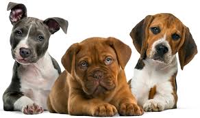Our wacky pet names competition is a great way to showcase the creativity of the pet lover's community, said carol mcconnell vice president of nationwide. 200 Great Dog Names Lovetoknow