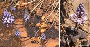 Image result for Merwilla lazulina