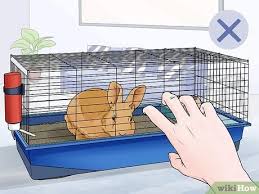 Que faire de son lapin mort. Comment Empecher Son Lapin De Mordre 15 Etapes