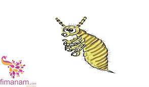 تفسير القمل في الحلم للامام الصادق 3 essential oils for lice ticks on dogs oils for lice