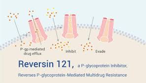 Image result for P-Glycoprotein