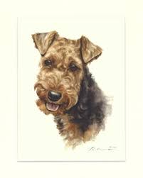 He is a wonderful companion. Welsh Terrier 01 Gabriele Laubinger
