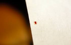 what are those tiny red bugs? all about