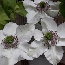 This is one of my favorites. Clematis Florida Var Normalis Pistachio Evirida Clematis Pistachio Evirida Uploaded By Susieg