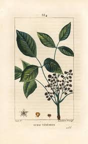 Obwohl die gifteiche nach der eiche benannt ist, hat er botanisch mit der eiche keine verwandtschaft. Giftige Liane Gifteiche Toxicodendron Pubescens Han 946035