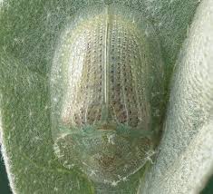 Image result for Tridactyle virgula