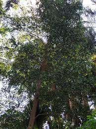 Image result for Terminalia boivinii