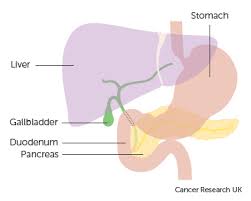 The duodenum curves around the head of the pancreas. About Pancreatic Cancer Cancer Research Uk