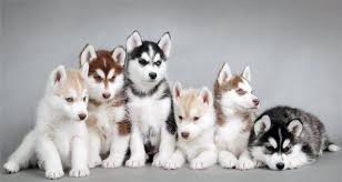 Buy Siberian Husky Puppies For Sale Online In India At Best Price