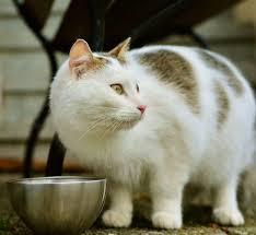 Kedim Mama Yemiyor Ne Yapmaliyim Enpati Net Kedi Beslenmesi