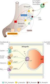 Transport von protonen (protonenpumpe) über die biologische membran. Regulation Der Magensaurekonzentration Uberblick Via Medici Leichter Lernen Mehr Verstehen