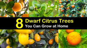 Check spelling or type a new query. 8 Different Dwarf Citrus Trees You Can Grow At Home