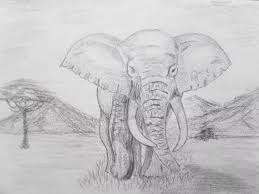 Sketsa gambar gajah, merupakan salah satu jenis sketsa yang paling disukai dan digemari oleh para pecinta sketsa atau gambar. 6wu6 Bbafosemm