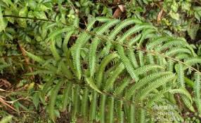 Image result for Pseudocyclosorus