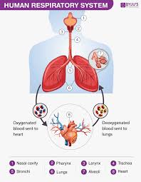 Human Respiratory System Definition Diagram Respiratory