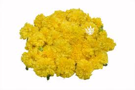 By erin marissa russell if your property includes a black walnut tree, you're likely familiar with black walnut toxicity and the difficulty of keeping plants near your black walnut tree alive. Marigold Yellow Flower For Online Delivery From Getflowersdaily