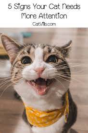 5 Signs Your Cat Needs More Attention Cat Care Cats Cat Behavior