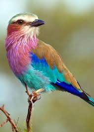 A feathery element attached to the right shape creates a very authentic look. 23 Lilac Breasted Roller Facts Coracias Caudatus Justbirding Com