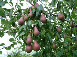 pear tree ile ilgili görsel sonucu