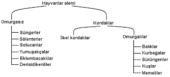 Canlilarin Siniflandirilmasi Hayvanlar Alemi Biyodoc