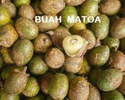 Buah ini hasil kacukan dua jenis tembikai eksotik dari daerah yubari, jepun. Anim Agro Technology Buah Matoa Kenali Dia