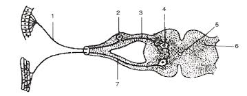 Questions and answers on labeled/unlebled diagrams of a human cell. The Diagram Given Below Depicts The Cross Section Of The Spinal Cord Study The Same And Then Answer The Questions Which Follow I Name The Process Which Is Being Depicted Ii Name