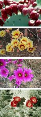 Prickly pear cacti are economically important to texas and mexico. Pdf Biology History Threat Surveillance And Control Of The Cactus Moth Cactoblastis Cactorum Semantic Scholar