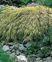 10 Great Plants For Shade Gardening Gardener S Supply Japanese Forest Grass Shade Plants Shade Garden
