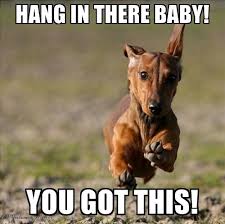 20 Hang In There Meme To Motivate You Sayingimages Com Memes Funny Dachshund Funny Memes