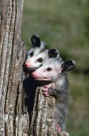 Why Opossums Eat Ticks The Infinite Spider