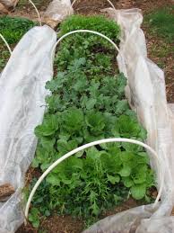 Maybe you would like to learn more about one of these? Fabric Vs Plastic Which Is The Best Row Cover For Your Garden Growjourney