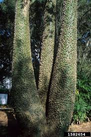 Meet The Silk Floss Tree Ceiba Speciosa Or Chorisia Speciosa Tree Silk Floss Ceiba