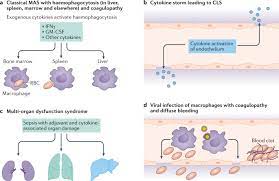Immune Cartography Of Macrophage Activation Syndrome In The Covid 19 Era Nature Reviews Rheumatology