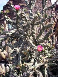 Image result for Opuntia imbricata