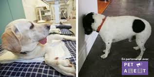 Dentition · 1 decade ago. Traumatisme Cranien Du Chien Comment Reagir Holidogtimes