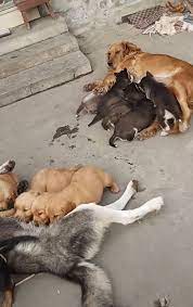The goberian is a loveable, fierce, athletic, and perfect blend of a golden retriever and a siberian husky. Confused Golden Retriever And Husky Puppies Mix Up Parents When Trying To Get Milk Sleek Gist