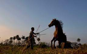 Elite Jumping Horses Becoming A Luxury Niche For Cuba The Boston Globe