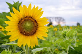 Check spelling or type a new query. Edible Flowers Guide Thompson Morgan