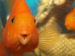 They are beautiful fish with a bright orange coloration to compete with some of the most colorful fish around. Pin On Fish