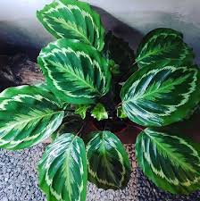 We did not find results for: These 13 Klang Valley Shops Will Deliver House Plants To You Propertyguru Malaysia