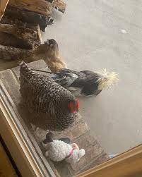 Michelle Mounce (@mychickensmygardens) • Instagram photos and videos