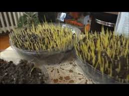 Bugday Cimi Nasil Yetistirilir Sikacagi Sikma Makinesi Kullanimi Www Cimsuyu Net Youtube Saglikli Detoks Diyeti Saglikli Yasam