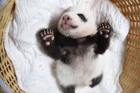 We did not find results for: Cinq Questions Qu On Se Pose Sur La Naissance Des Petits Pandas Au Zoo De Beauval