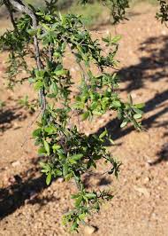 Image result for Terminalia macroptera